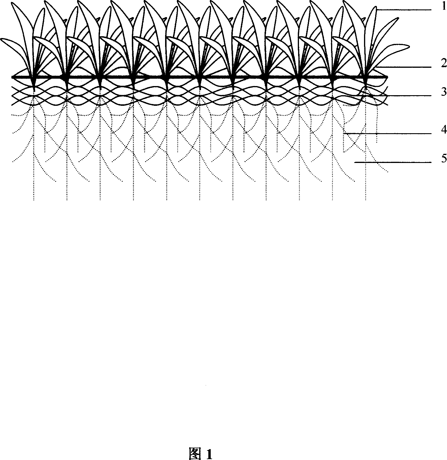 Low-maintenance zoysia japonica stend greening lawn establishment method