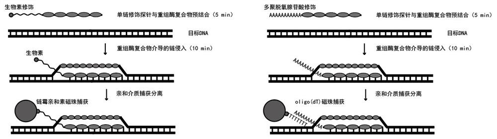 Sequencing method based on gene capture technology