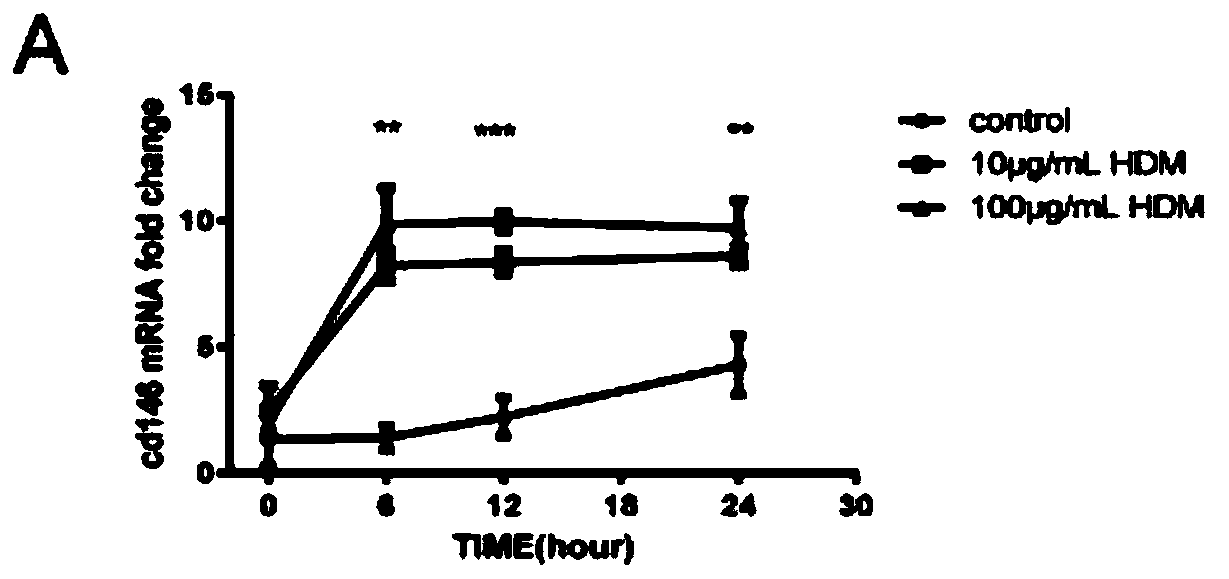 Application of CD146 as treatment target point to preparation of medicines for treating asthma airway remodeling