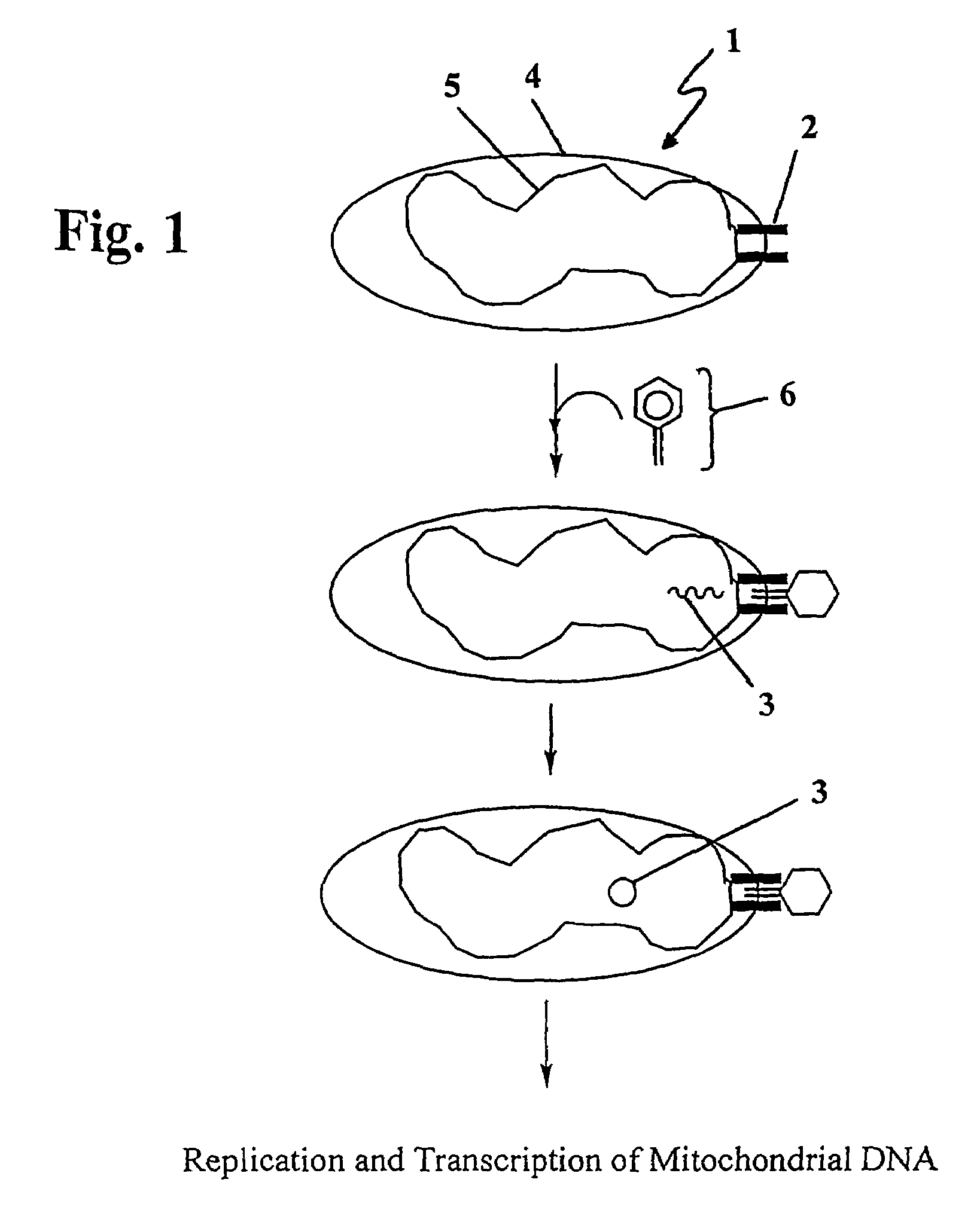 Vector mediated organelle transfection