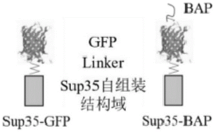 Multifunctional fluorescent protein nanowire and nanowire-mediated immunoassay method