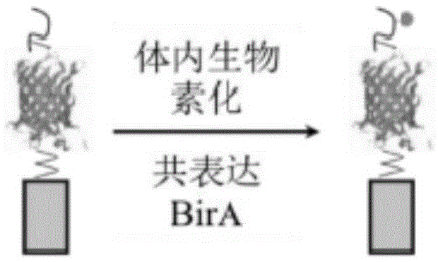 Multifunctional fluorescent protein nanowire and nanowire-mediated immunoassay method