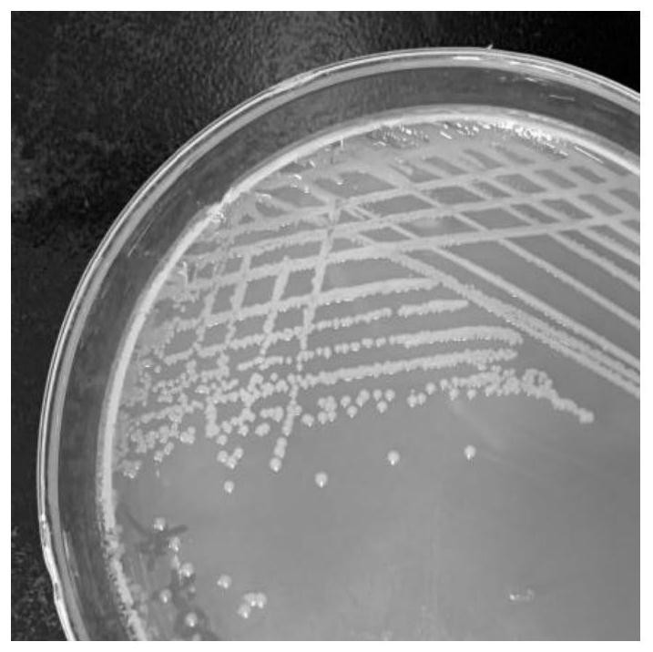 Microbial composition and application thereof in promoting germination and growth of highland barley seeds