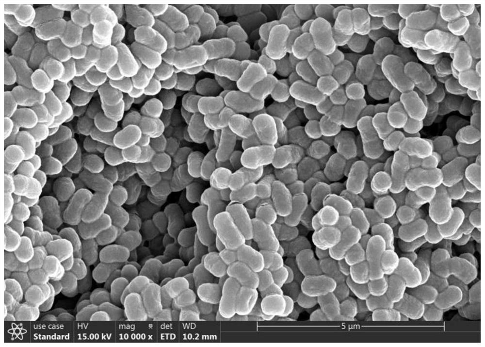 Microbial composition and application thereof in promoting germination and growth of highland barley seeds