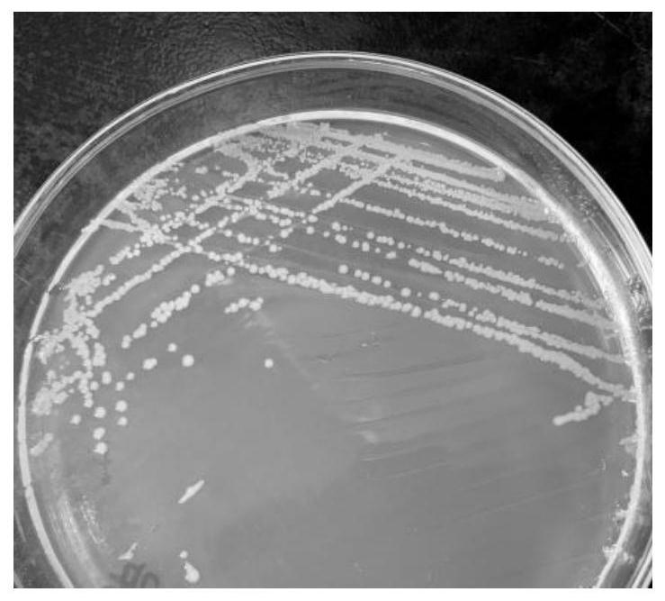 Microbial composition and application thereof in promoting germination and growth of highland barley seeds