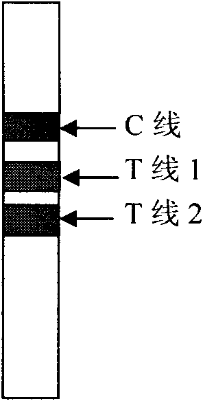 Method for diagnosing cardiac troponin I (cTn I) in semi-quantitative mode by employing double-indicatrix immunochromatography