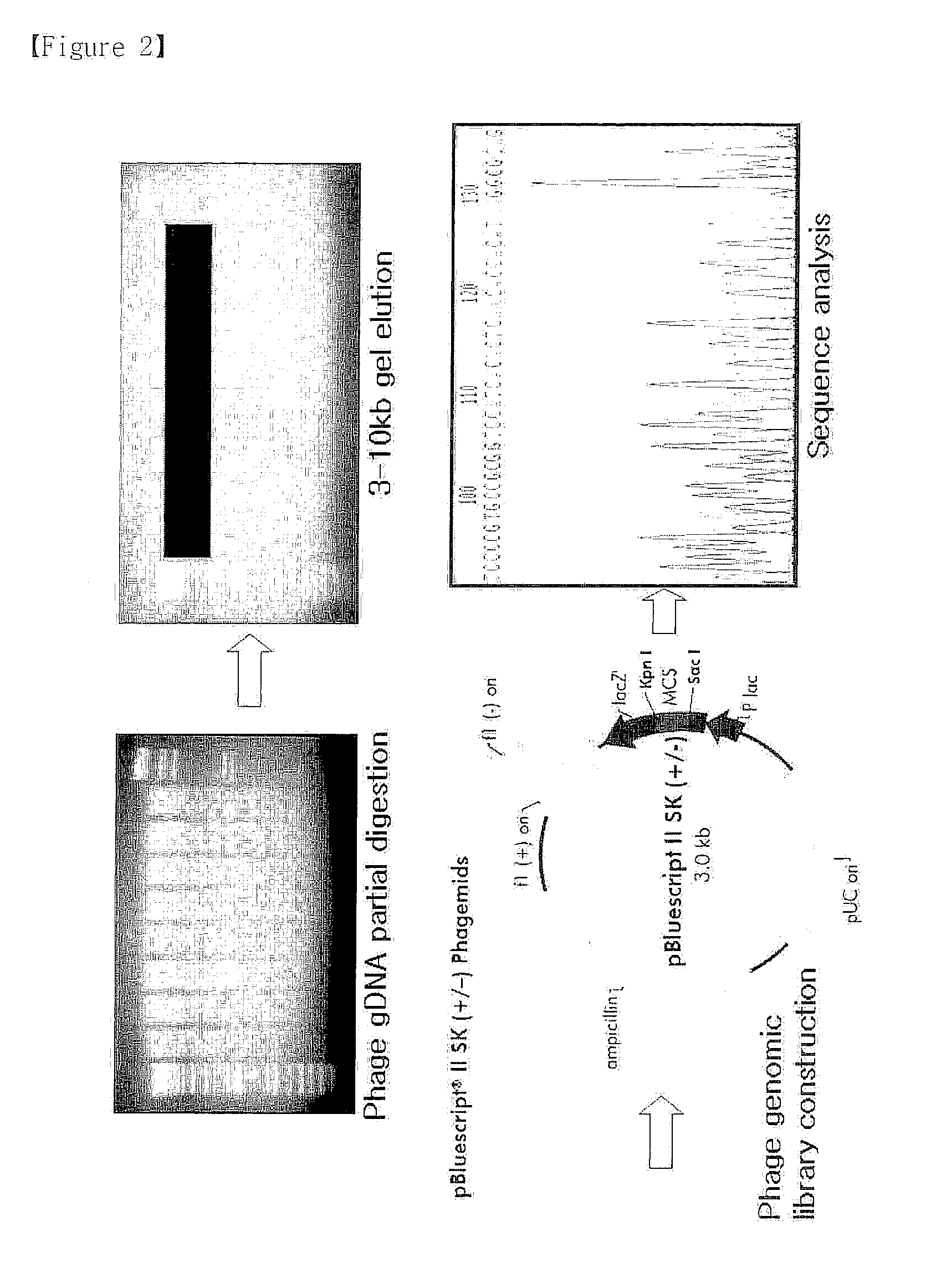 Bacteriophage or lytic protein derived from the bacteriophage which effective for the treatment of staphylococcus aureus biofilm