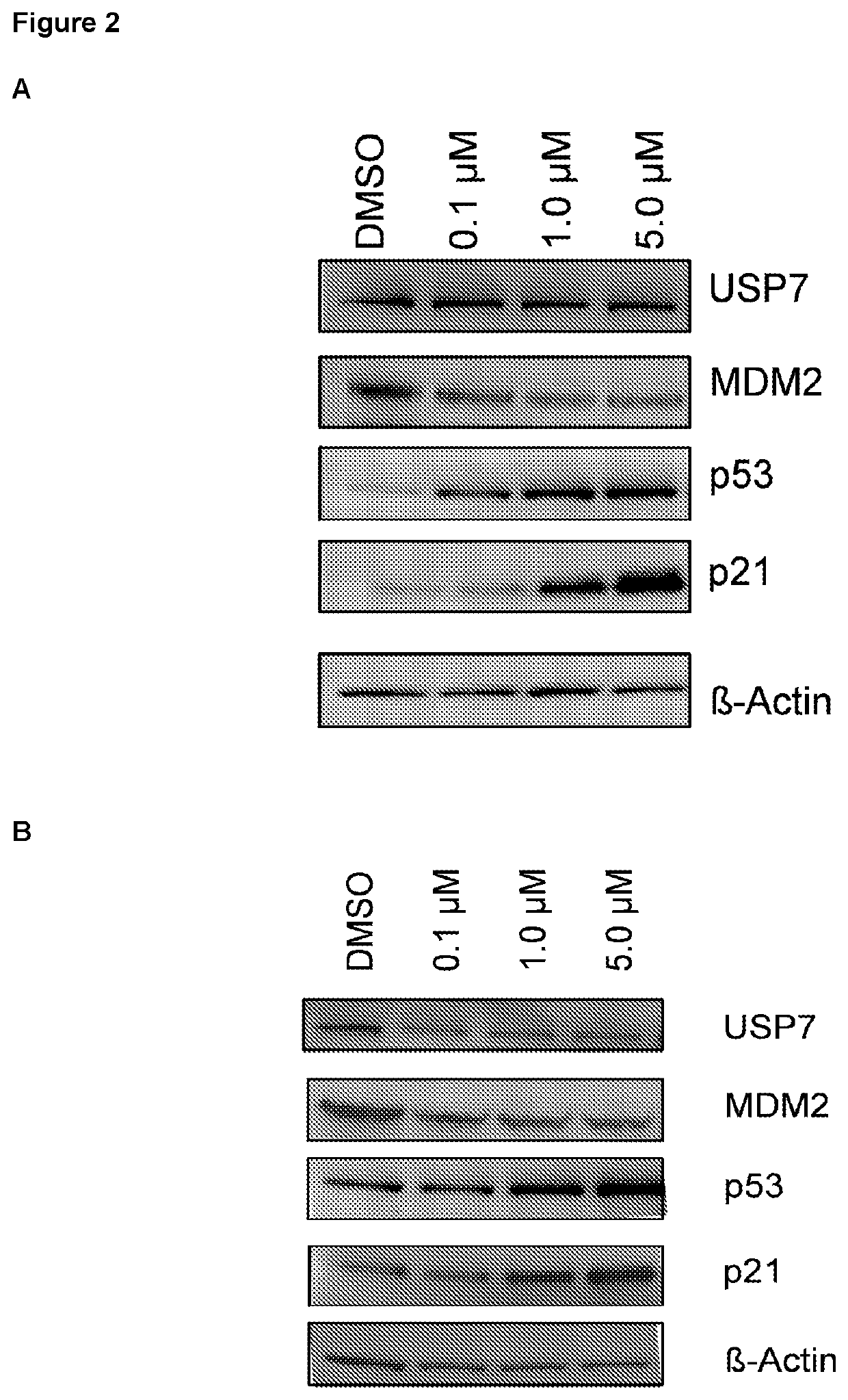 Piperidine derivatives as inhibitors of ubiquitin specific protease 7