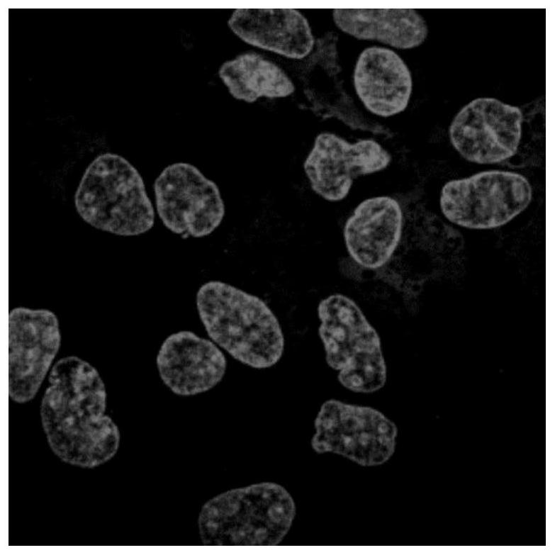 A kind of α-pinene-based nuclear fluorescent probe and its preparation method and application