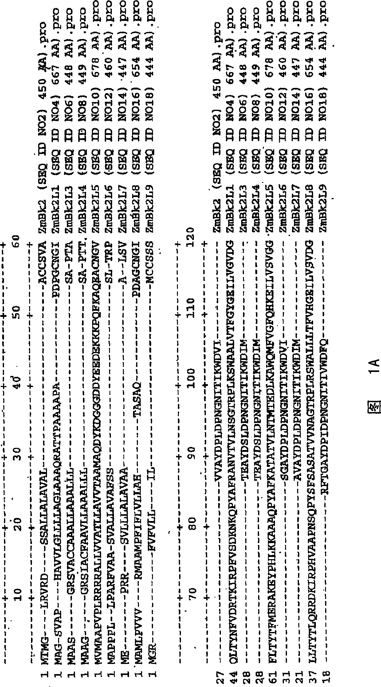 Crisp caudex 2 gene family and correlation method and purpose