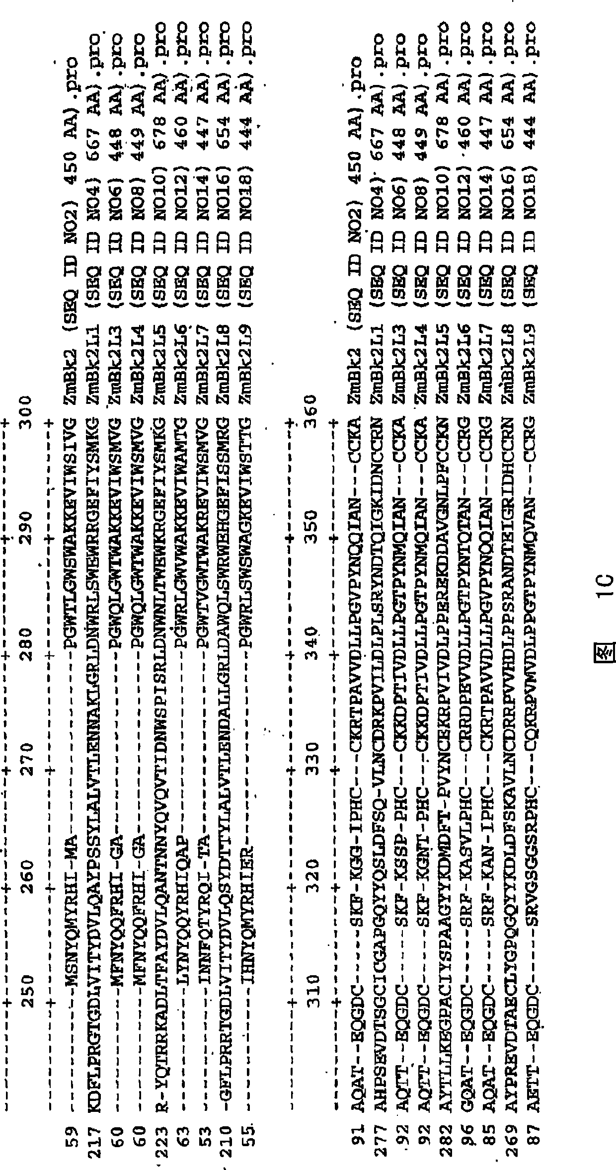 Crisp caudex 2 gene family and correlation method and purpose