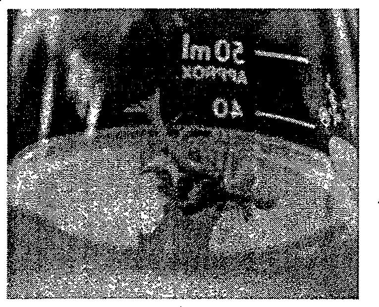 Method for improving agrobacterium-mediated malus plant conversion efficiency by using ultrasonic