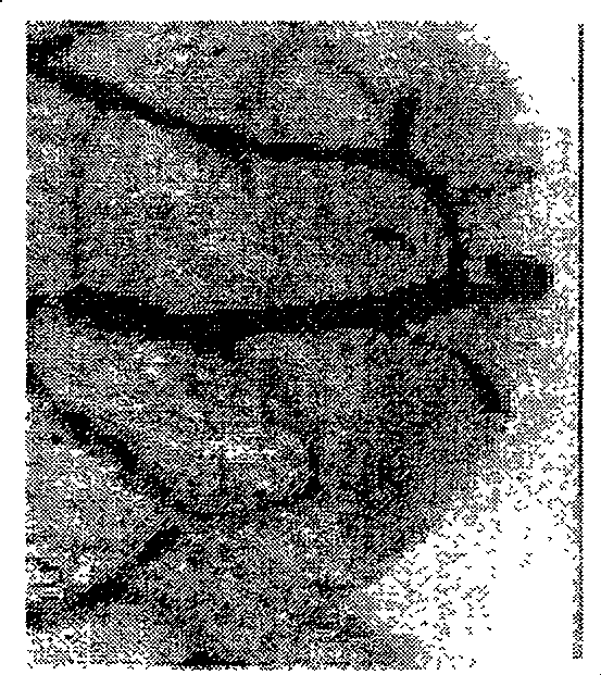 Method for improving agrobacterium-mediated malus plant conversion efficiency by using ultrasonic