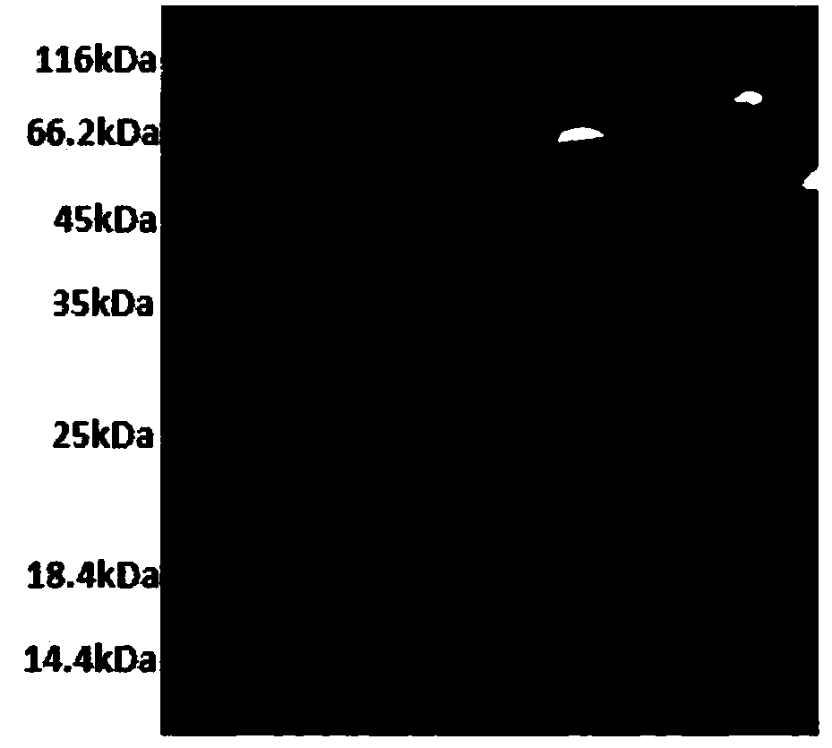 PDL-1 (programmed cell death-ligand 1) antibody and pharmaceutical composition and application thereof