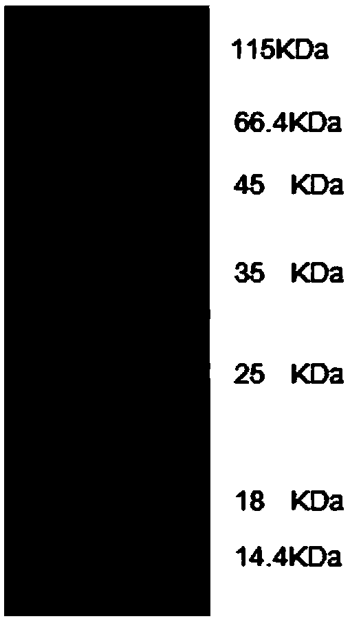 PDL-1 (programmed cell death-ligand 1) antibody and pharmaceutical composition and application thereof