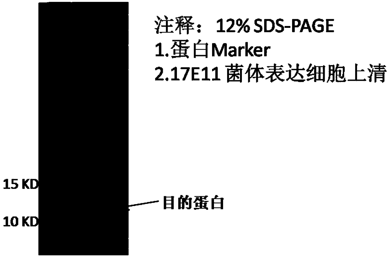 Protein sequence 17E11 and use thereof