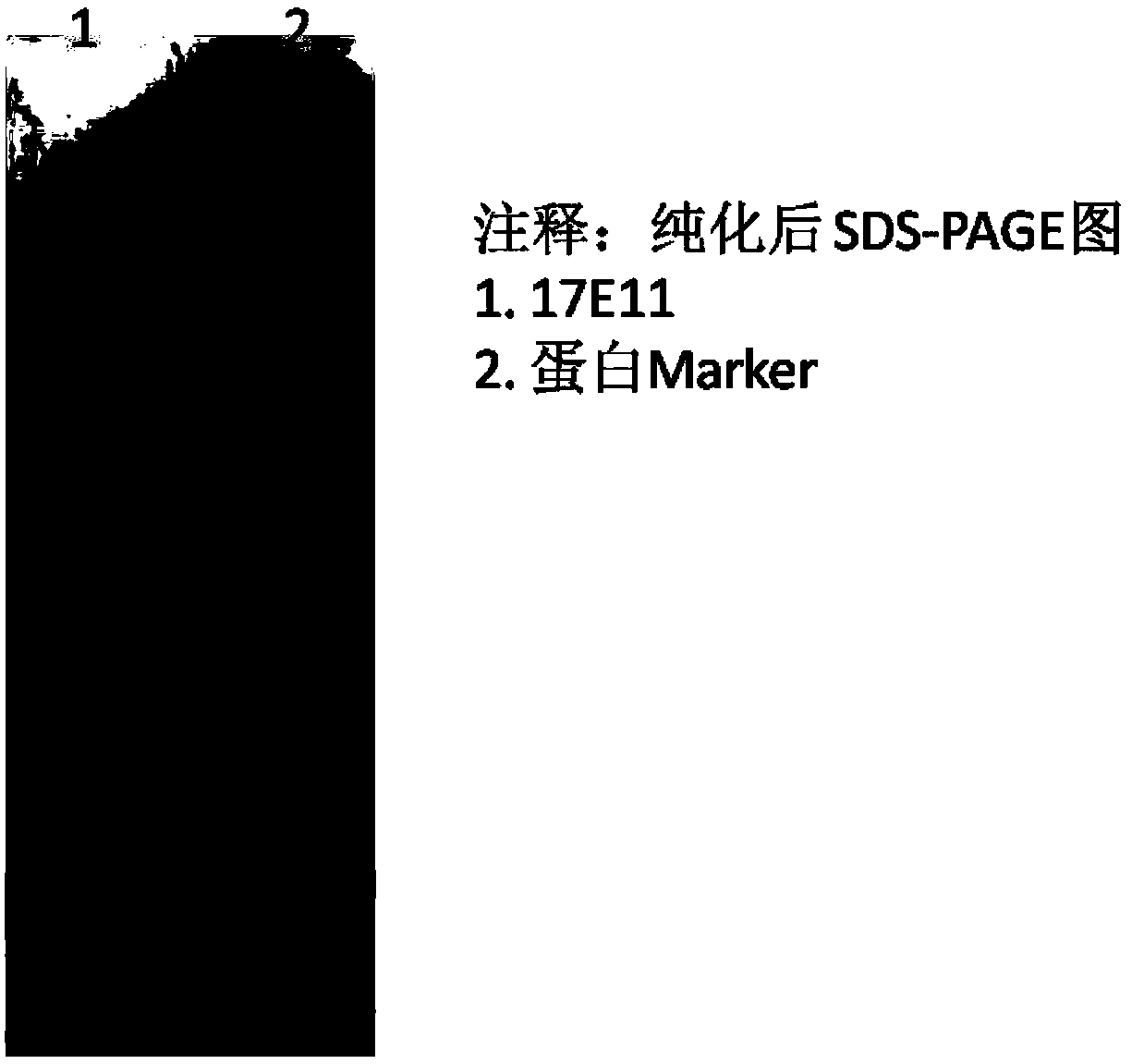 Protein sequence 17E11 and use thereof