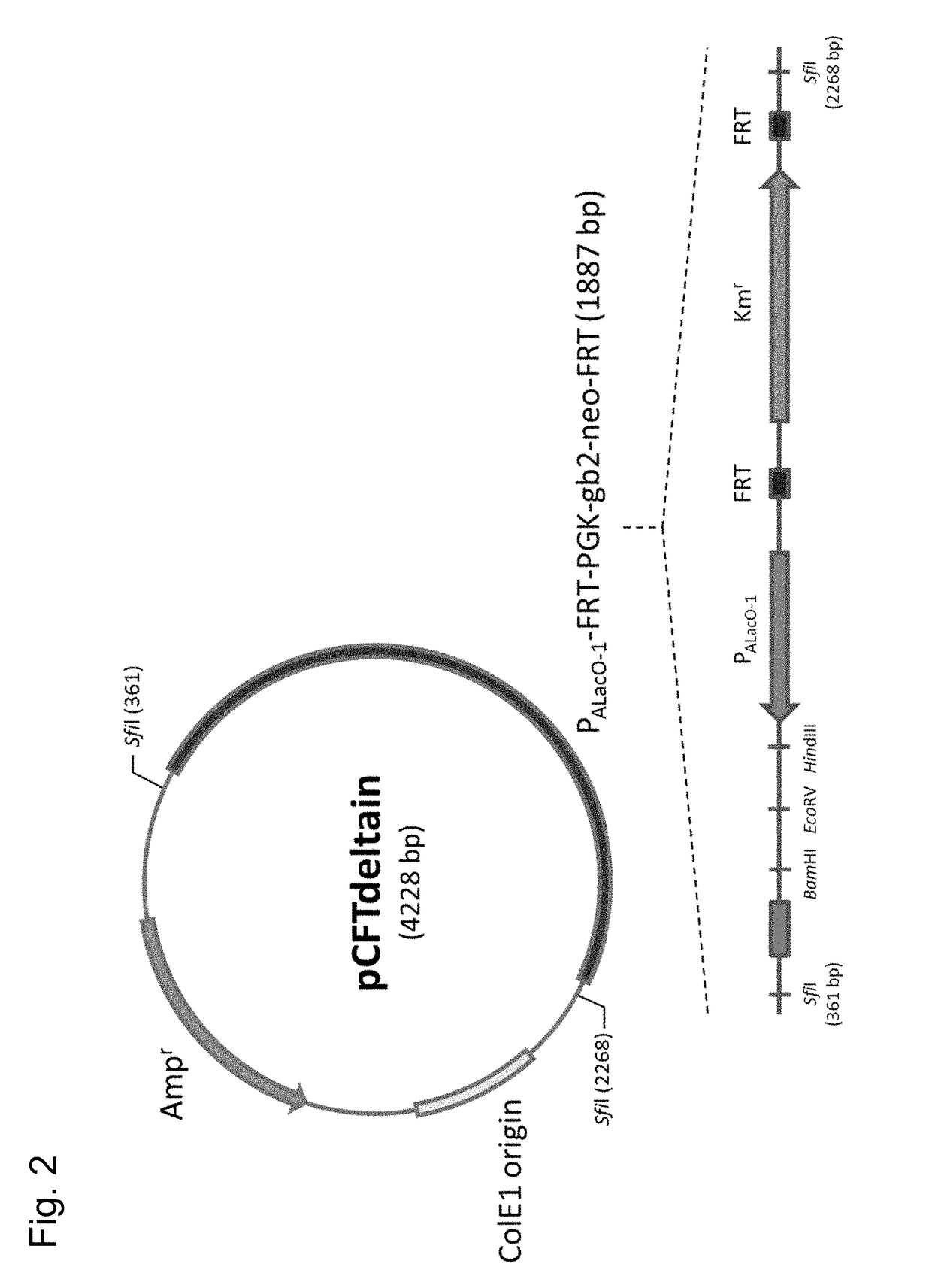 Method for producing aromatic compound and derivative thereof