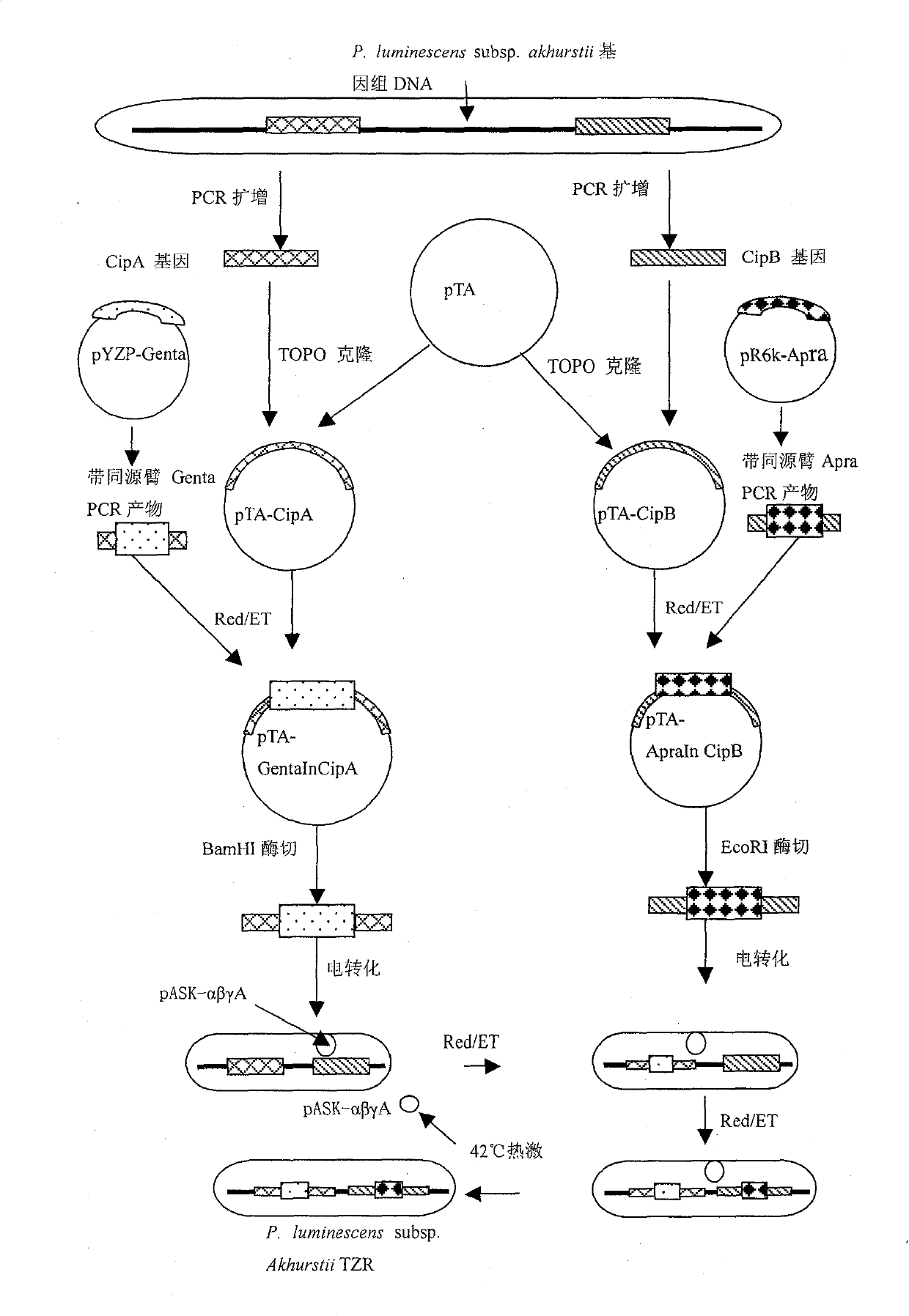 Cattle lactoferrin engineering bacterium and preparation method for antibiotic peptide cattle lactoferrin