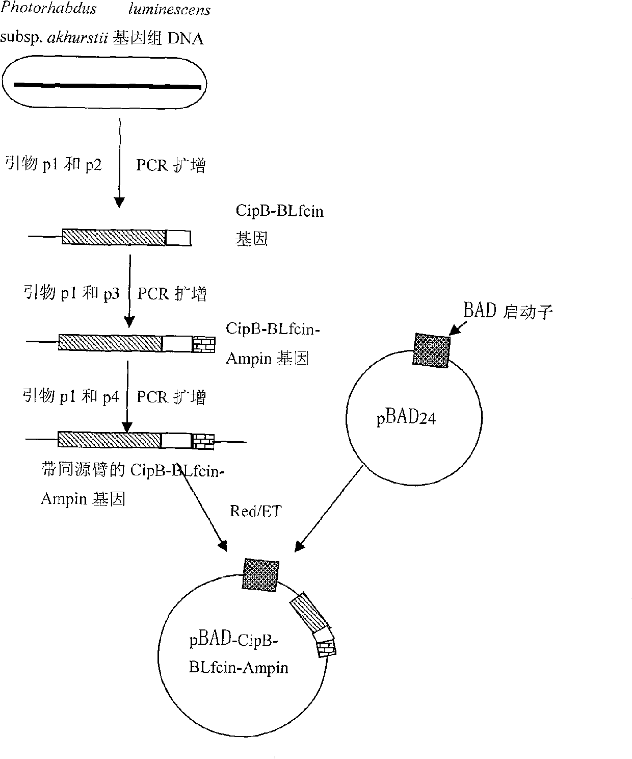 Cattle lactoferrin engineering bacterium and preparation method for antibiotic peptide cattle lactoferrin