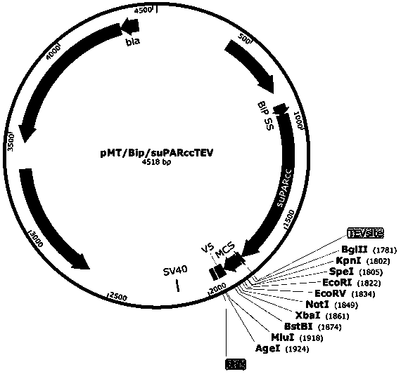 Application of urokinase receptor stable mutant suPARcc in eukaryotic extracellular protein expression