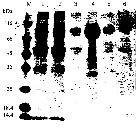 Application of urokinase receptor stable mutant suPARcc in eukaryotic extracellular protein expression