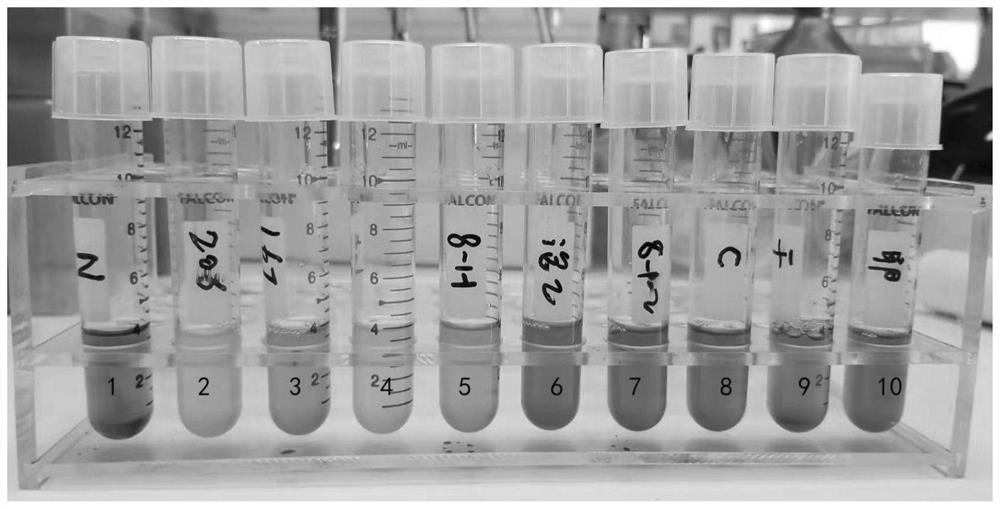 Bacteroides dorei probiotics and application thereof in preparation of drugs for treating or preventing influenza