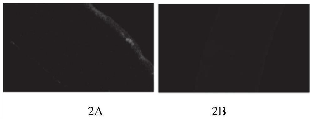 High-performance renewable corneal material, reparation method and application thereof