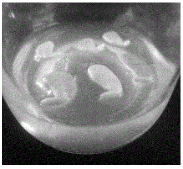 Complete set culture medium for induction of cotyledon somatic embryos of Chinese scholartree