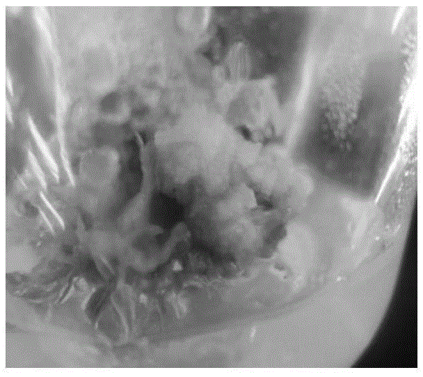 Complete set culture medium for induction of cotyledon somatic embryos of Chinese scholartree