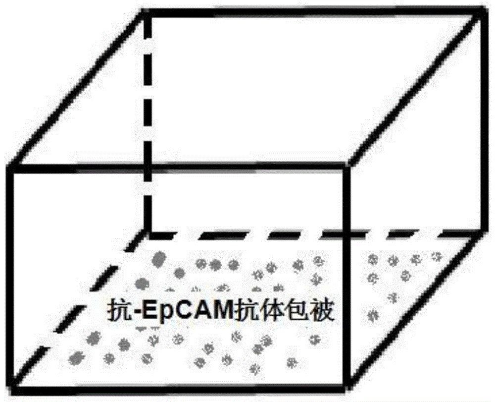 A breast cancer circulating tumor cell detection system and kit