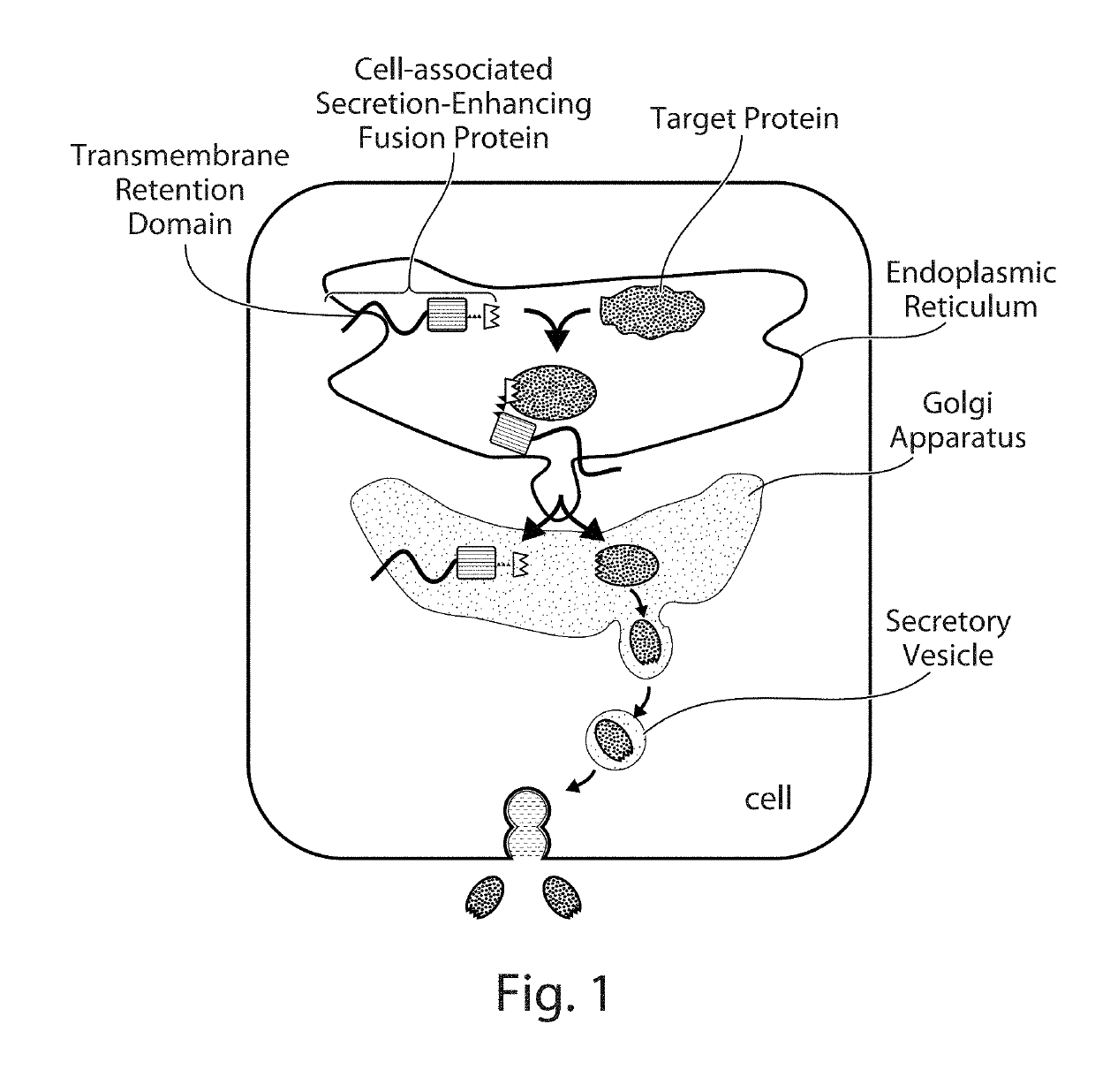 Cell-Associated Secretion-Enhancing Fusion Proteins