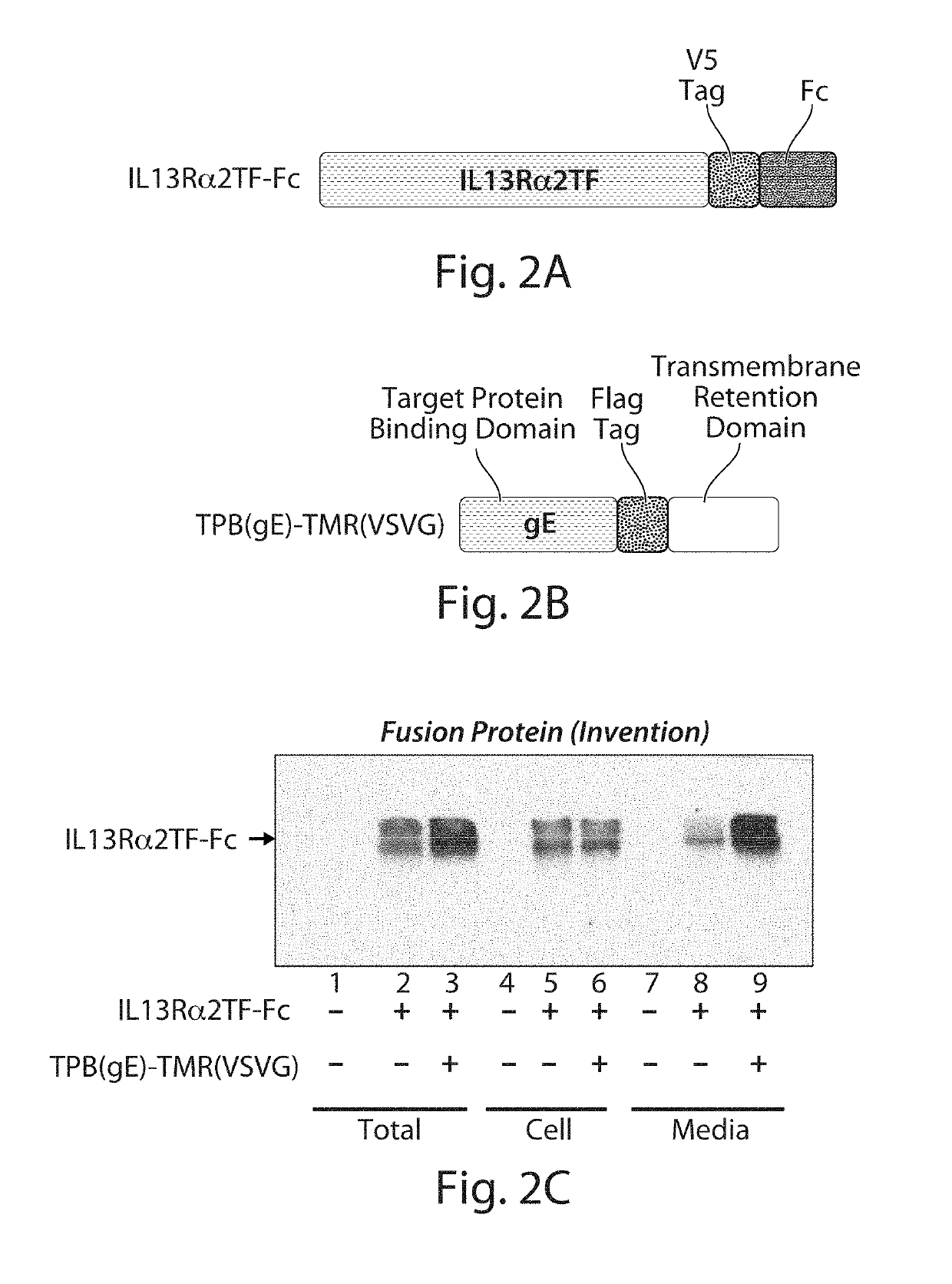 Cell-Associated Secretion-Enhancing Fusion Proteins