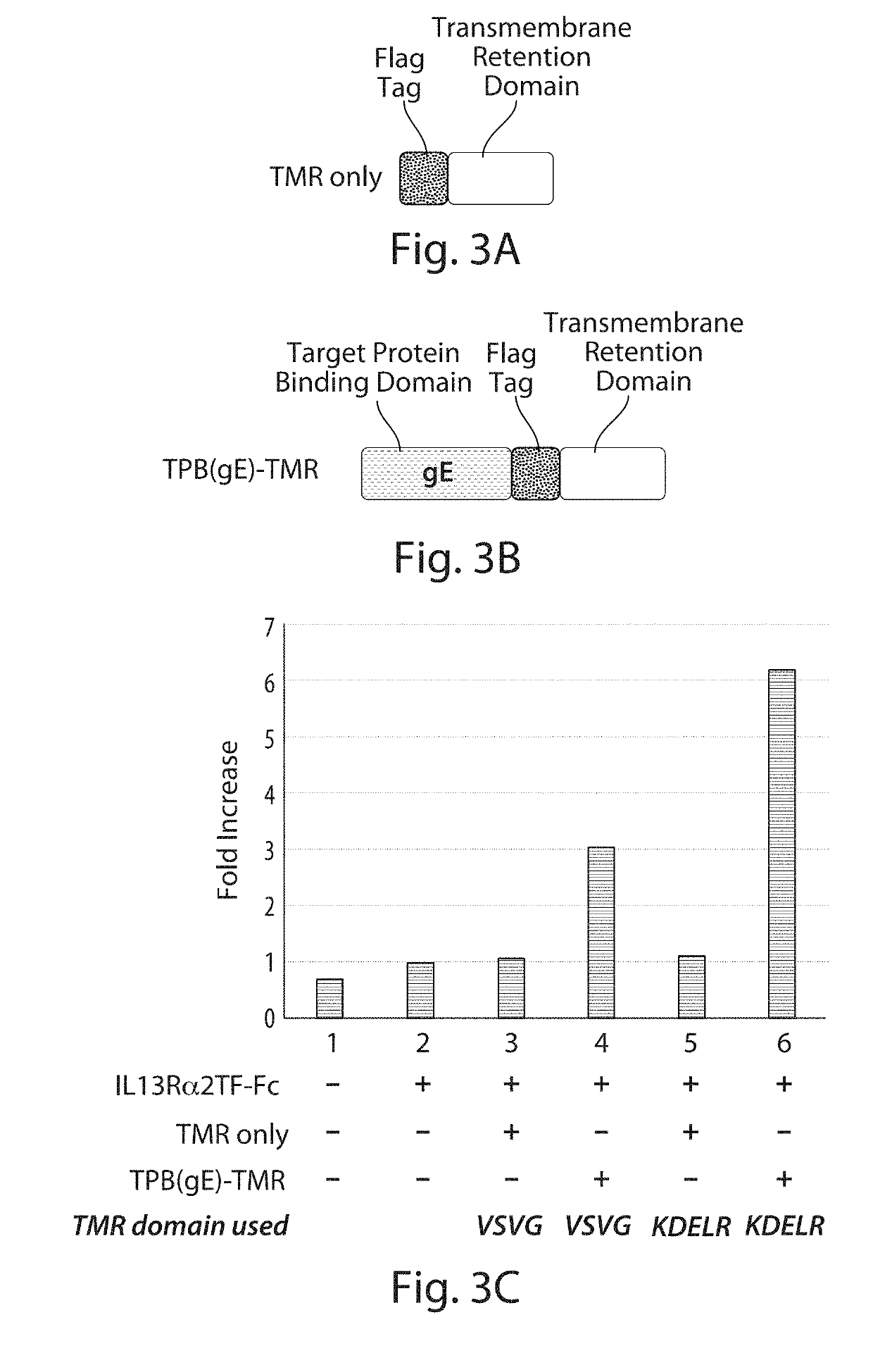 Cell-Associated Secretion-Enhancing Fusion Proteins