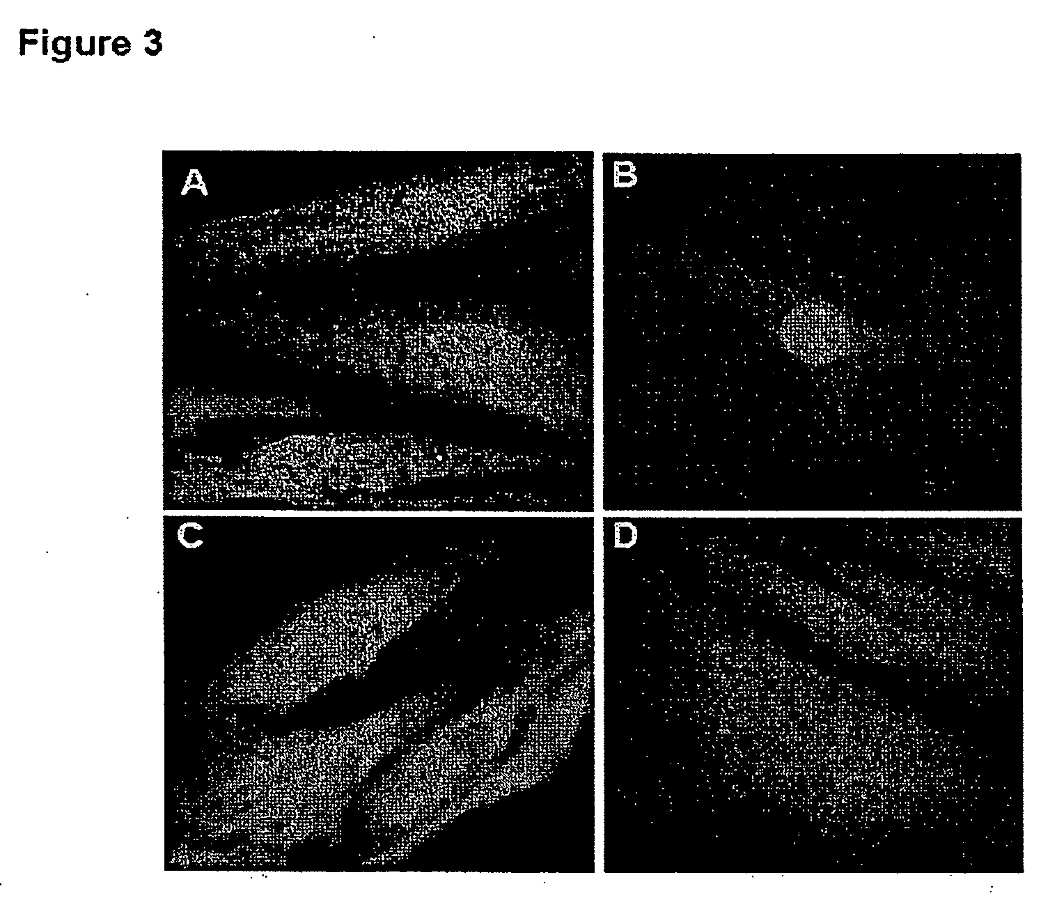 Methods and compositions for delivering siRNA into mammalian cells