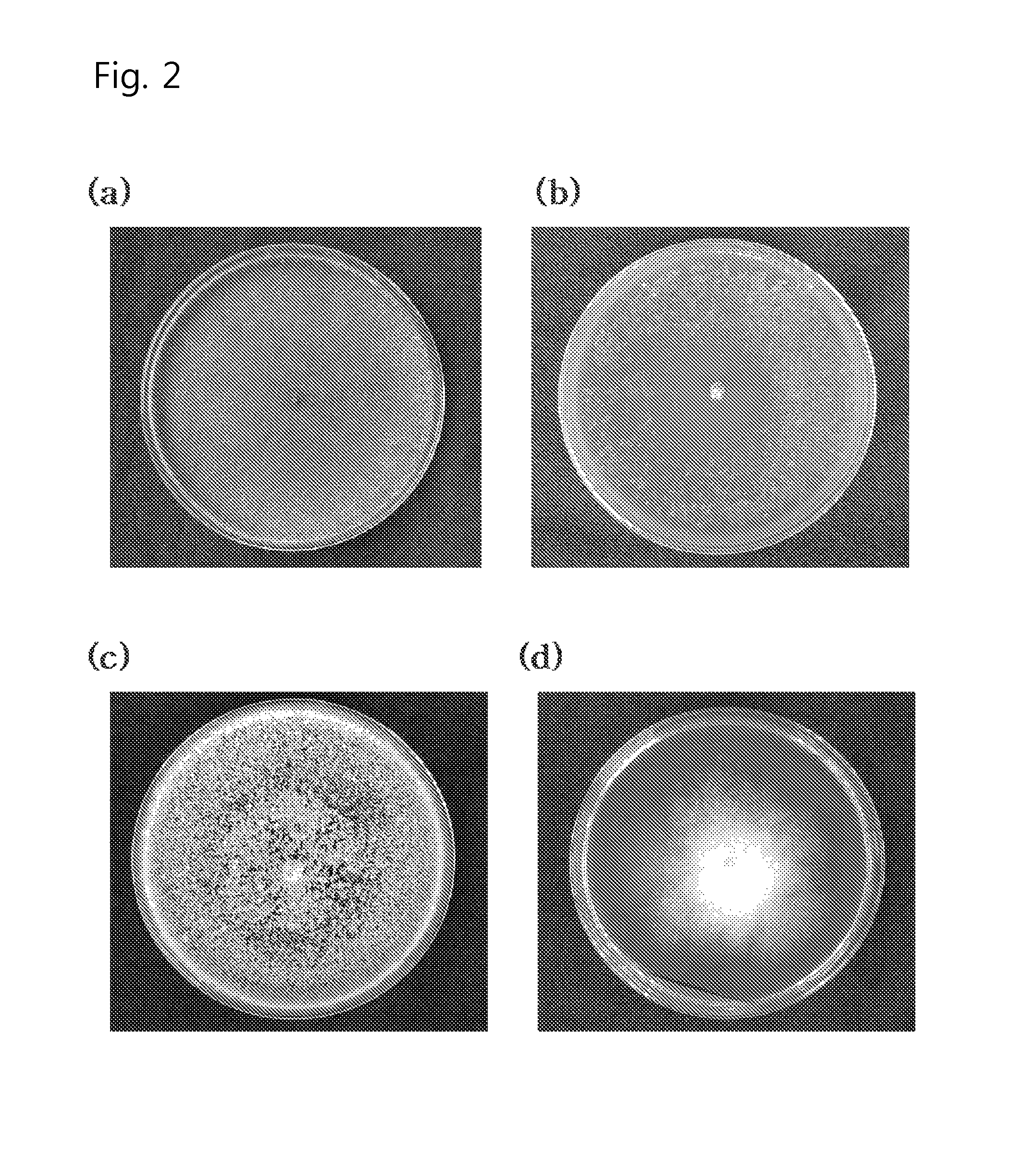 Xylogone ganodermophthora strain with antifungal activity, and composition including same for preventing plant diseases