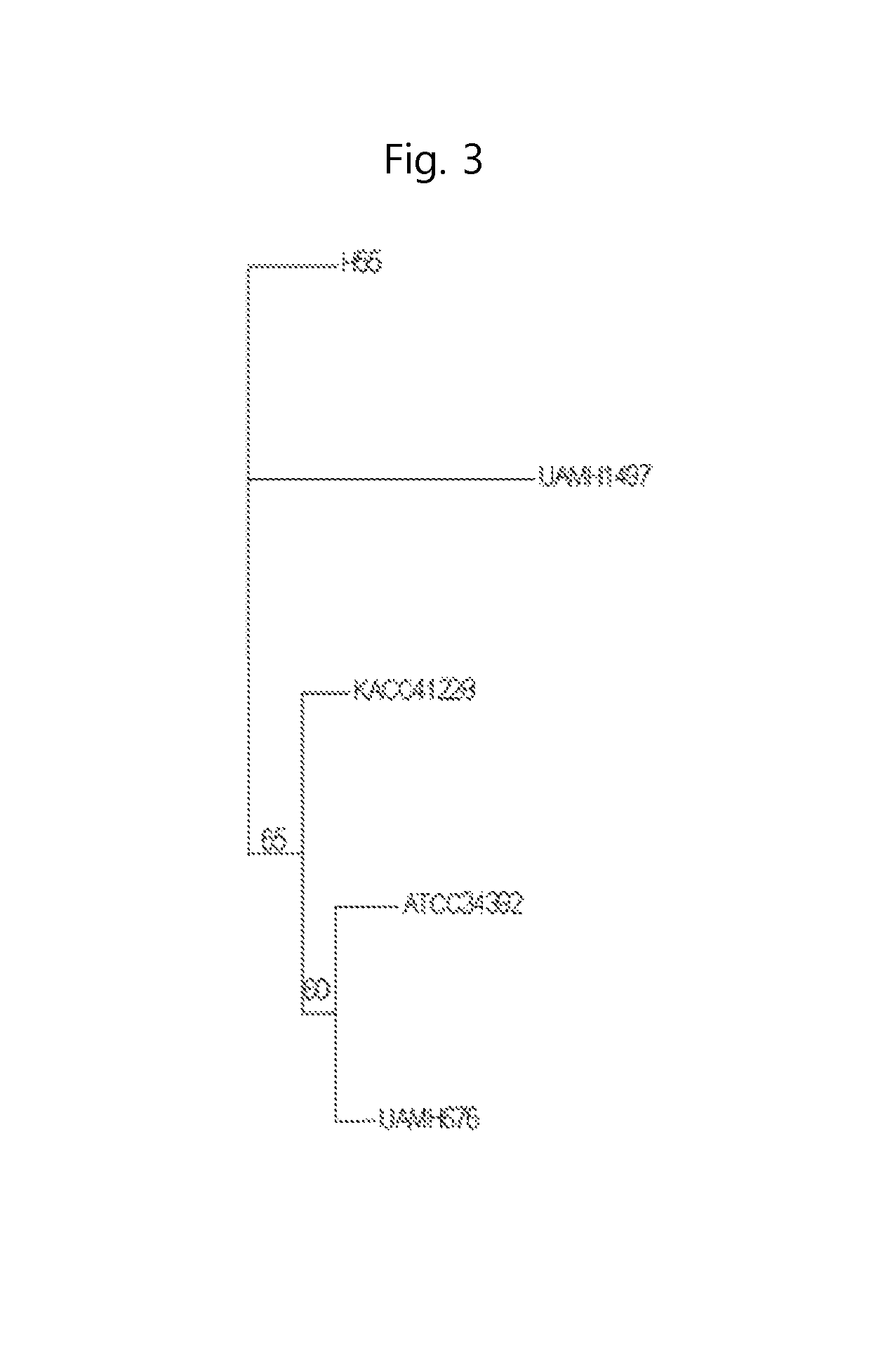 Xylogone ganodermophthora strain with antifungal activity, and composition including same for preventing plant diseases