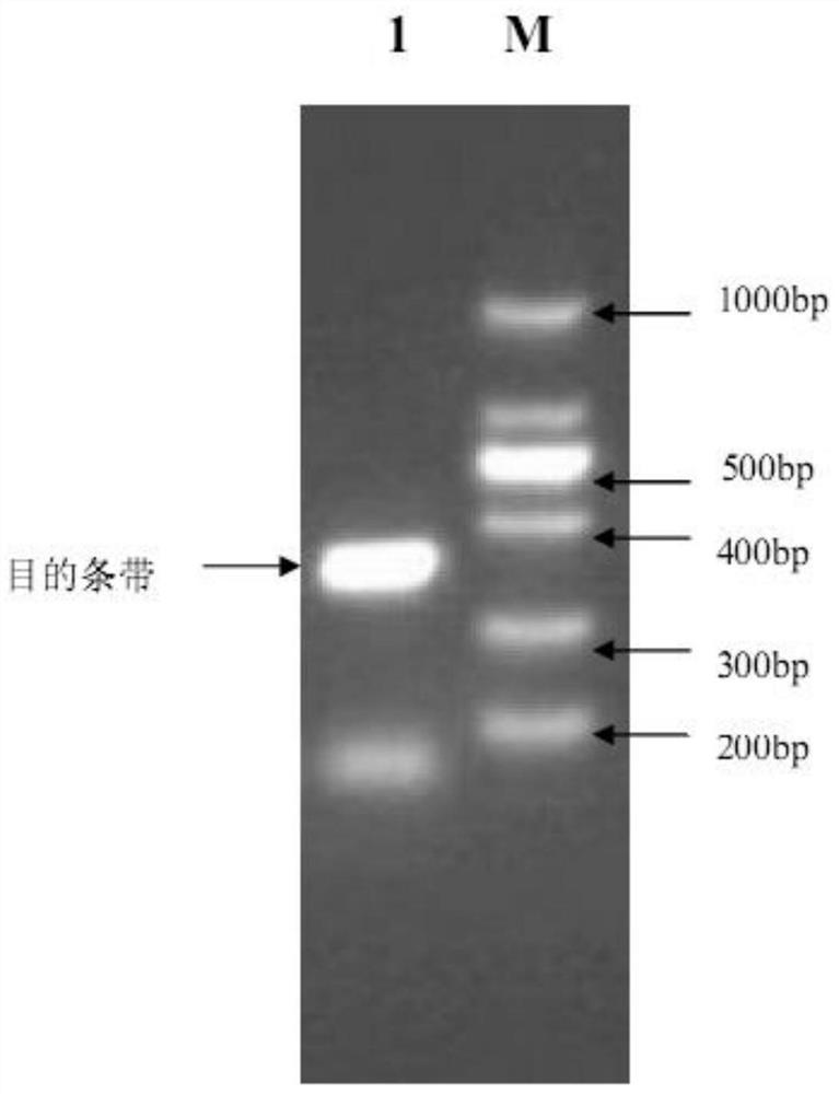 Cordyceps militaris activity RT-PCR detection primers and detection method