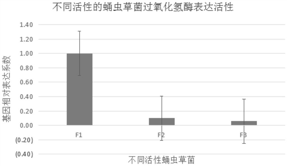 Cordyceps militaris activity RT-PCR detection primers and detection method