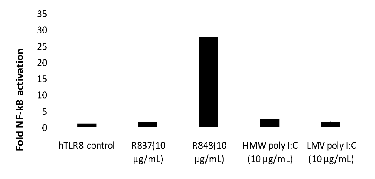 NF-kB dual-luciferase reporting cell line for stably expressing human TLR8 receptor gene and construction method thereof