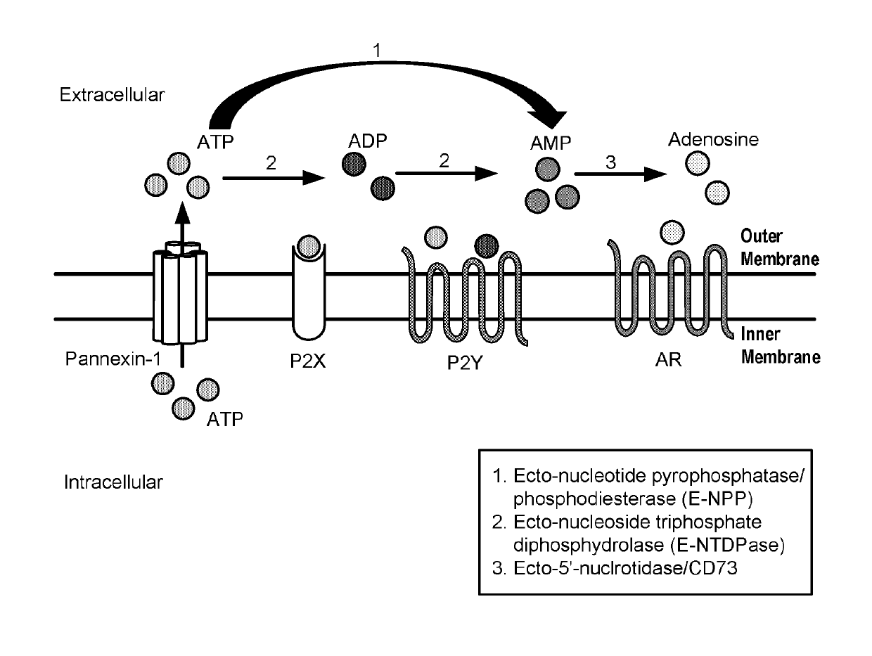 Modulators of 5′-nucleotidase, ecto and the use thereof