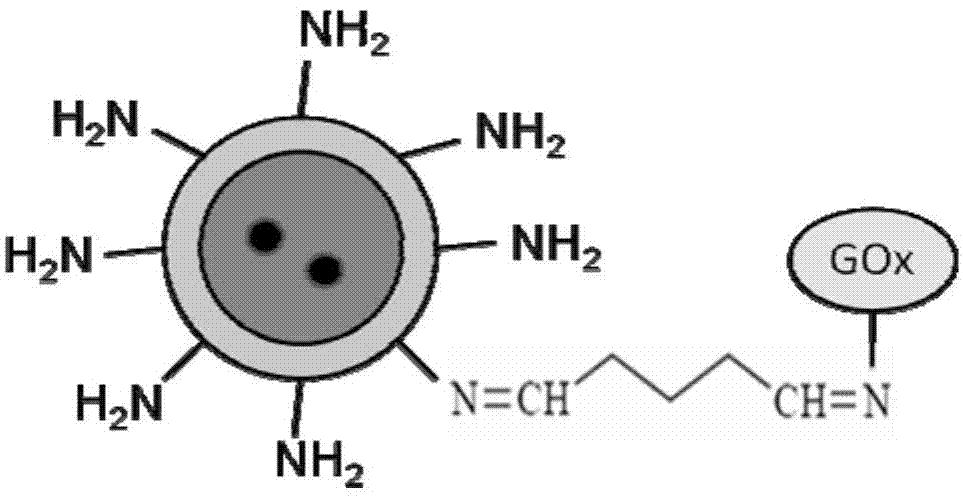 Fluorescent glucose nano biosensor and preparation method thereof