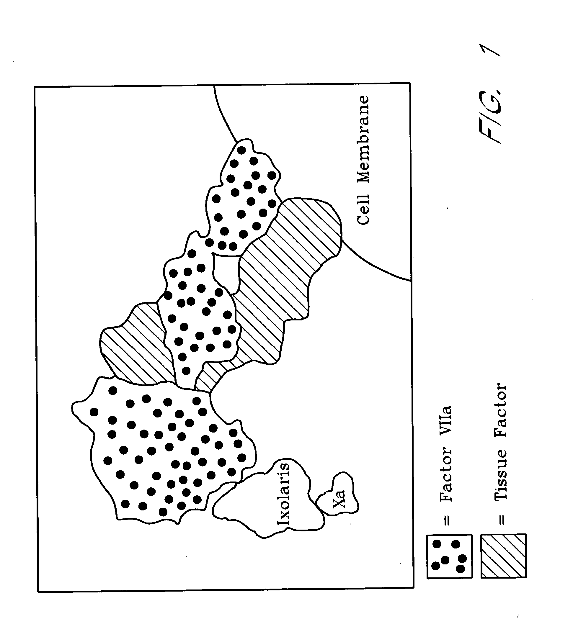 Ixodes scapularis tissue factor pathway inhibitor