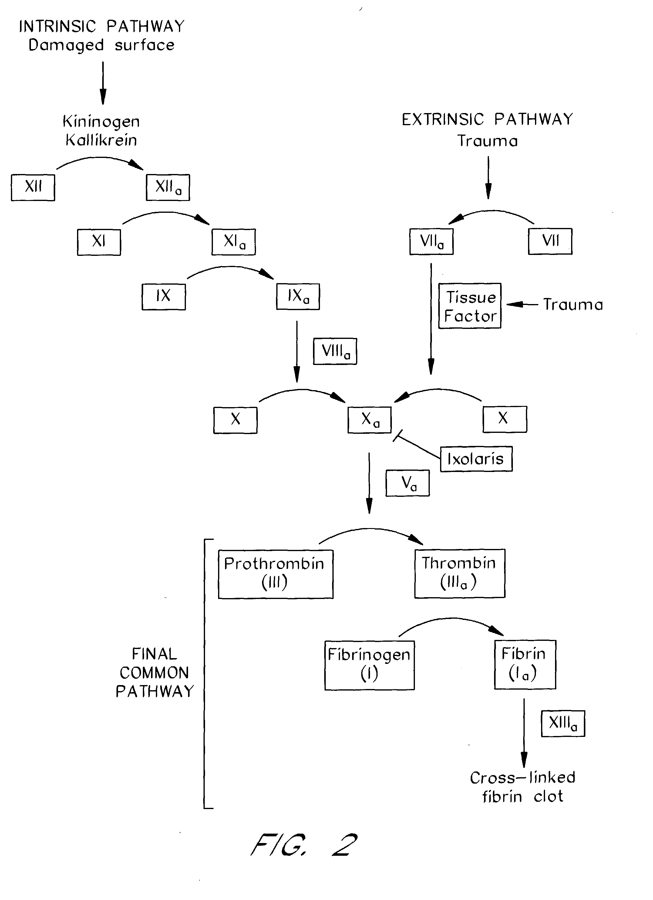 Ixodes scapularis tissue factor pathway inhibitor