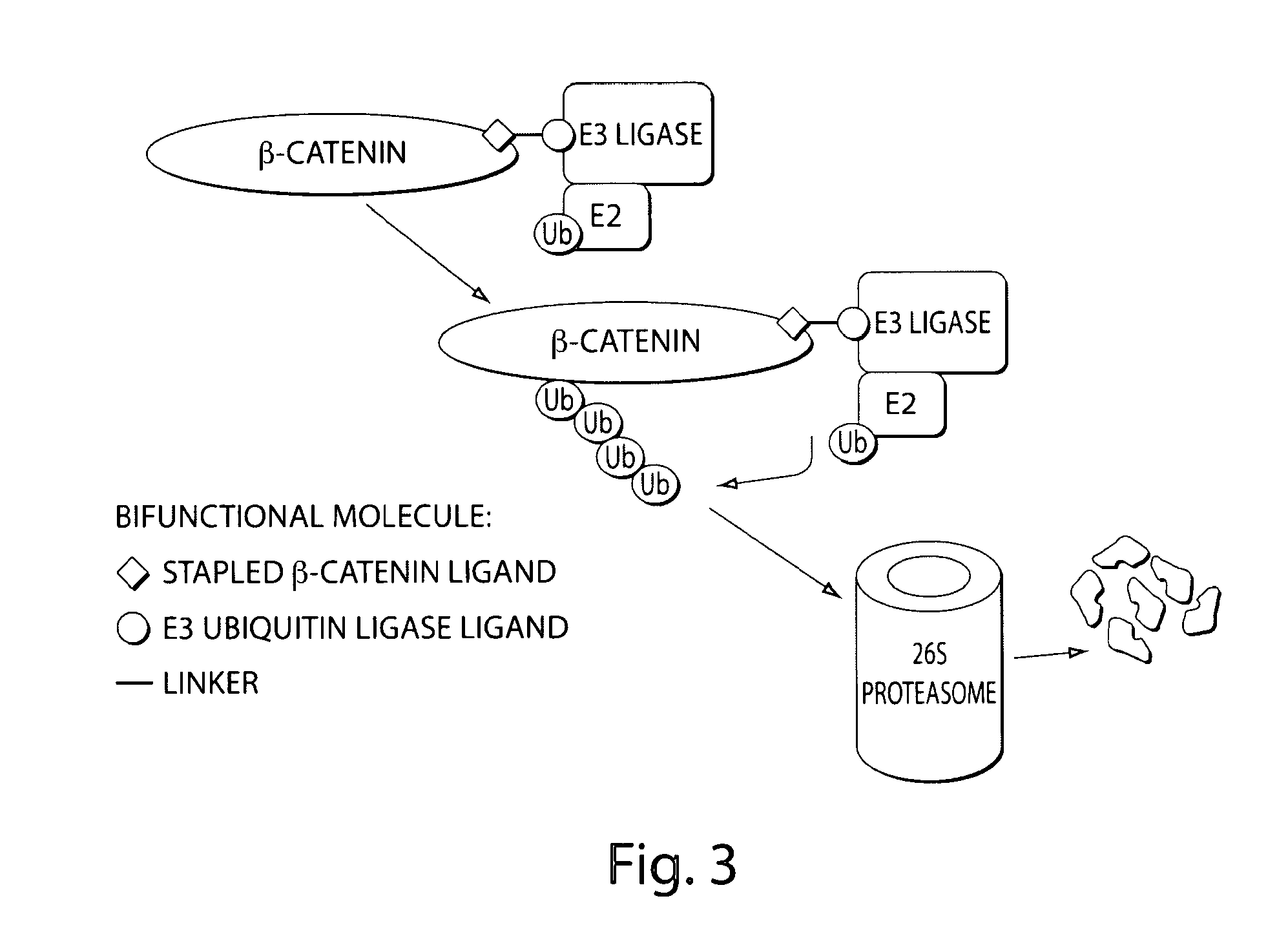 Bifunctional stapled polypeptides and uses thereof