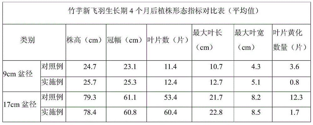 Large-scale planting method of fly-feather arrowroot