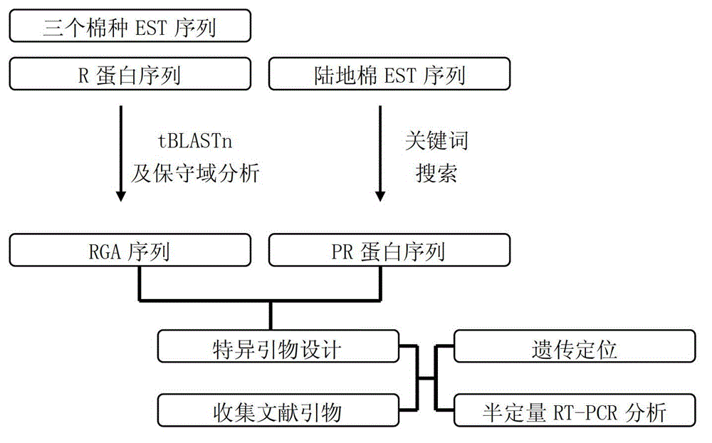 Marking method for resistance gene homologues based on EST(Expressed Sequence Tag) data mining