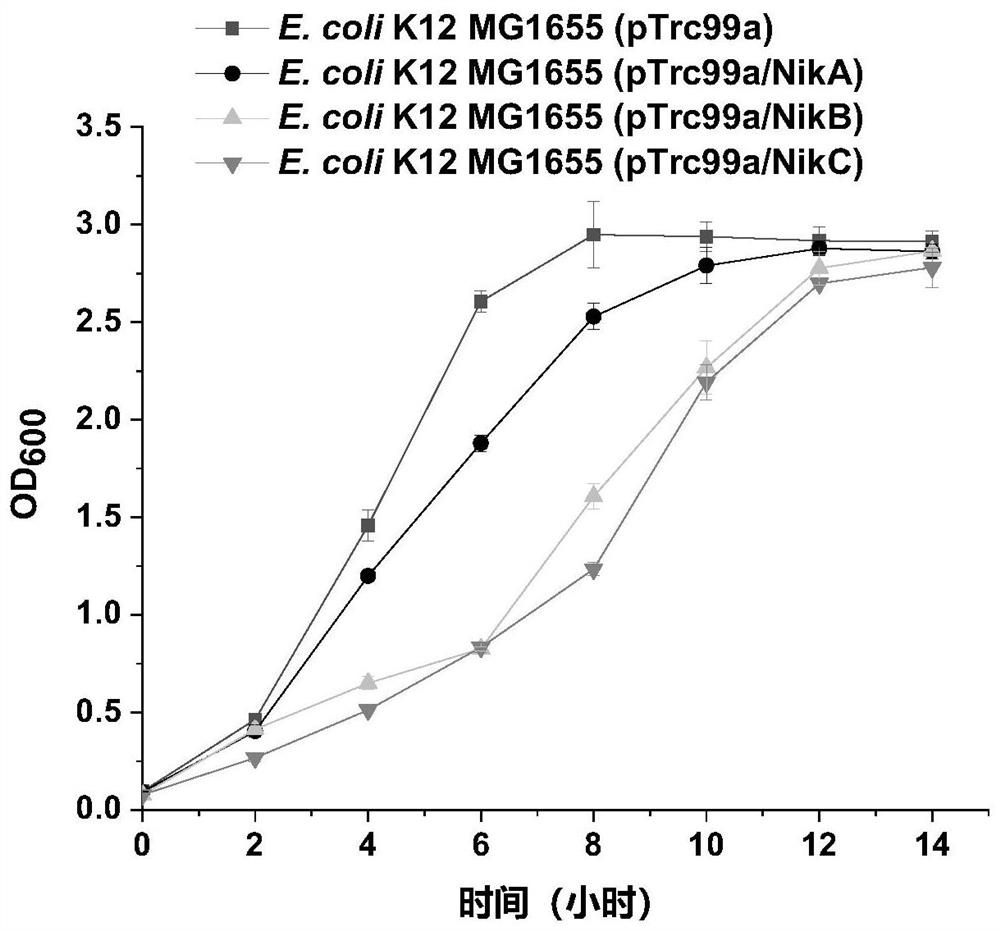 Escherichia coli engineering bacteria with improved acid stress capability and application thereof