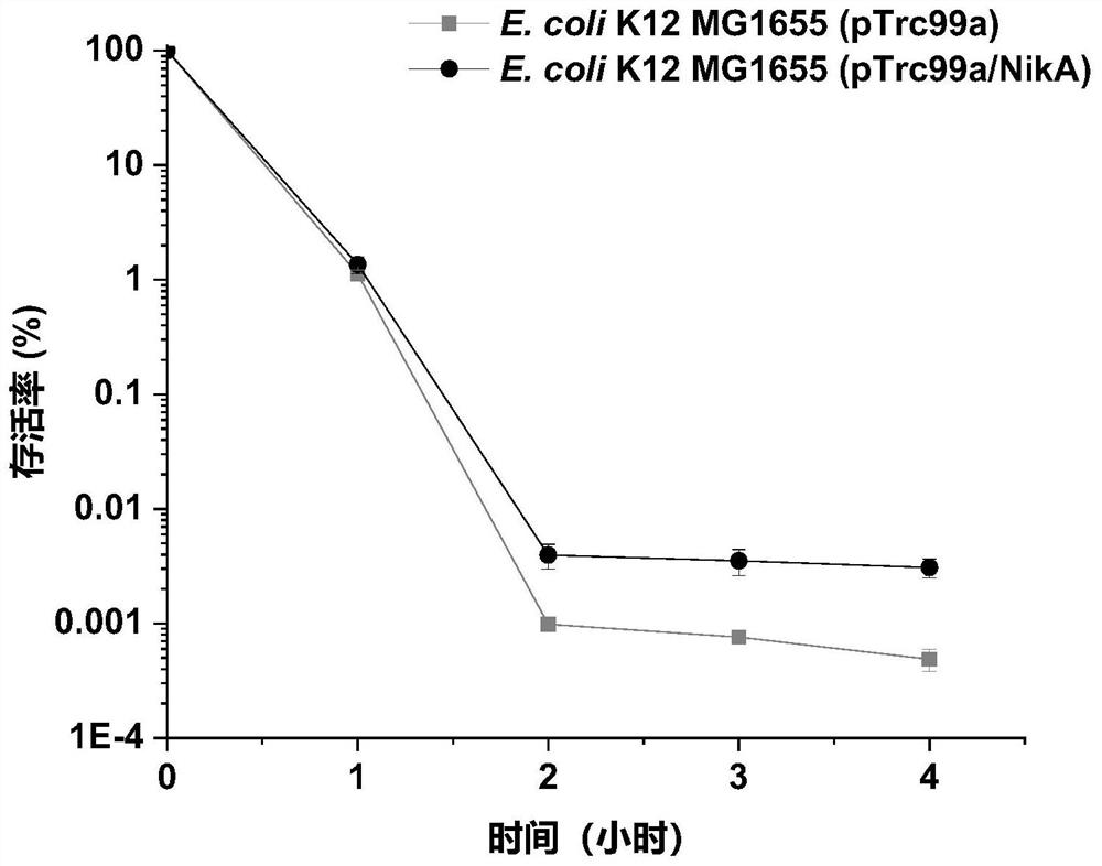 Escherichia coli engineering bacteria with improved acid stress capability and application thereof