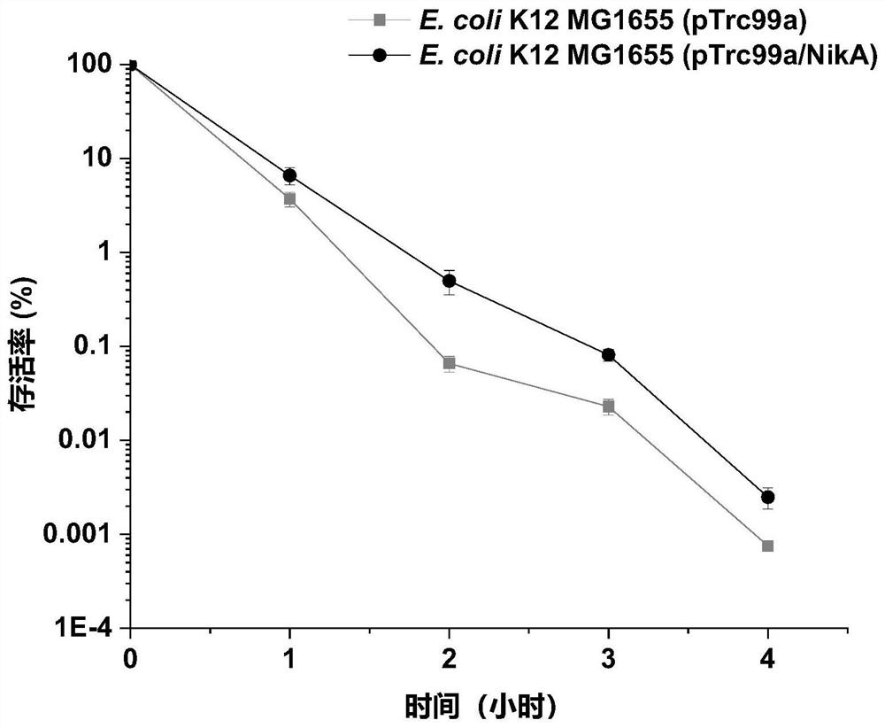 Escherichia coli engineering bacteria with improved acid stress capability and application thereof